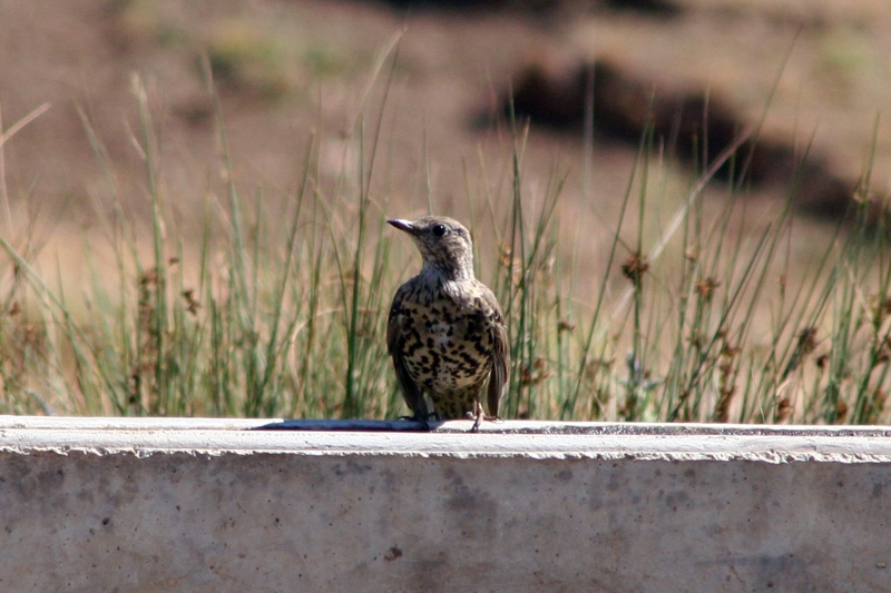 Mistle Thrush