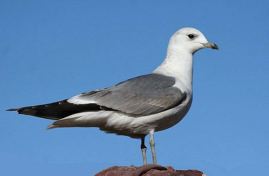 Mew Gull