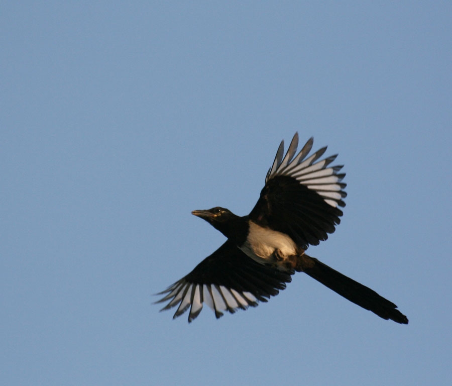 Eurasian Magpie