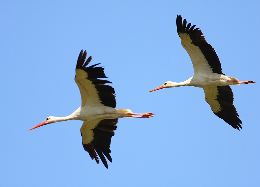 White Stork