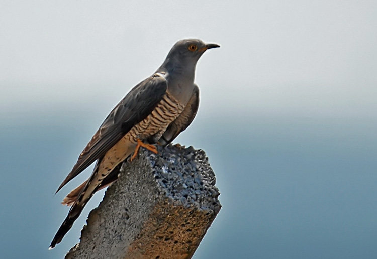 Common Cuckoo