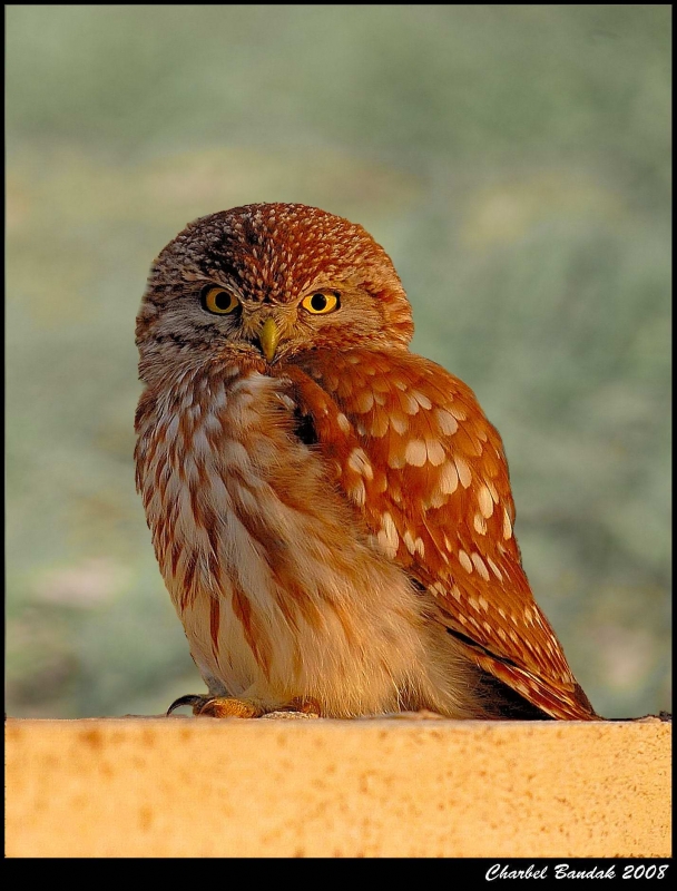 Little Owl