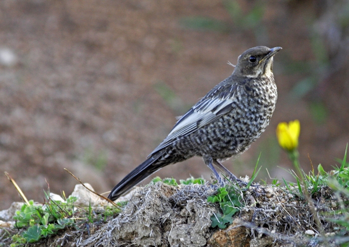 Ring Ouzel