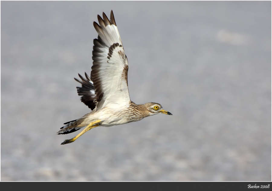 Eurasian Stone-curlew