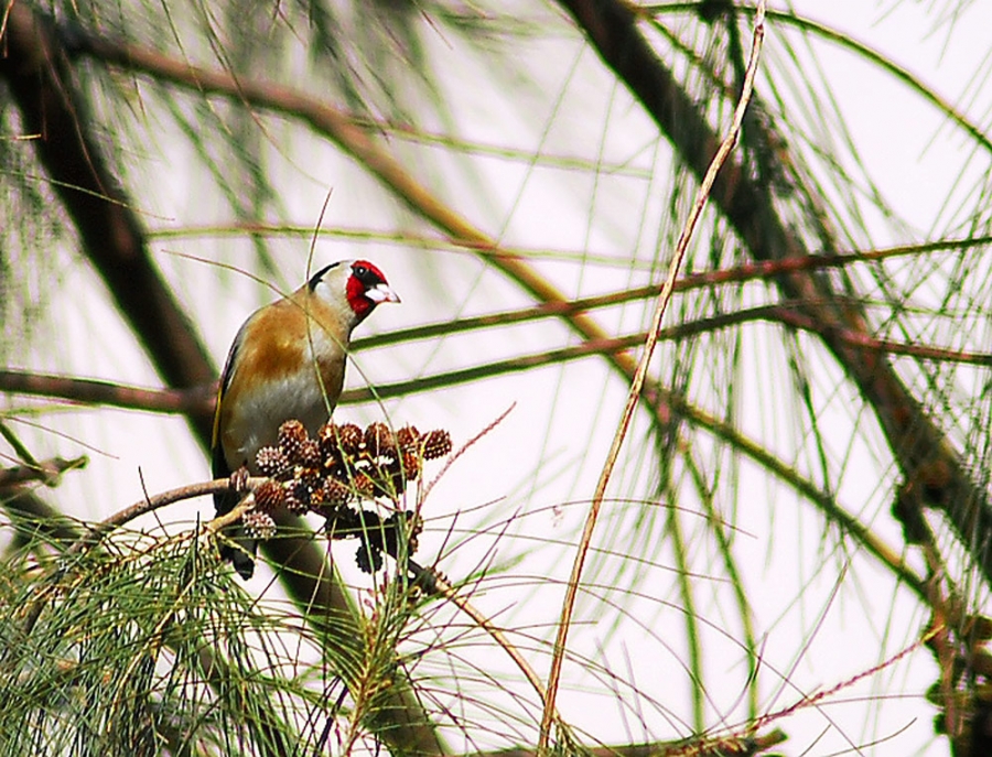 European Goldfinch