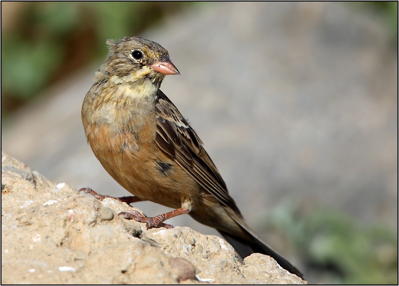 Ortolan Bunting