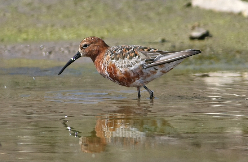 Curlew Sandpiper