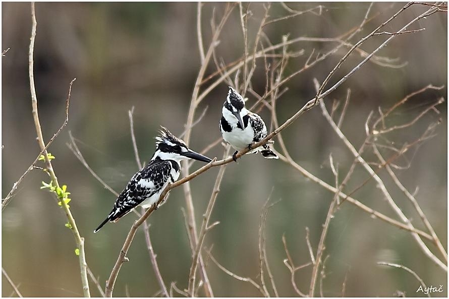 Pied Kingfisher