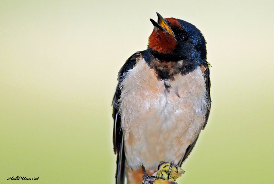 Barn Swallow