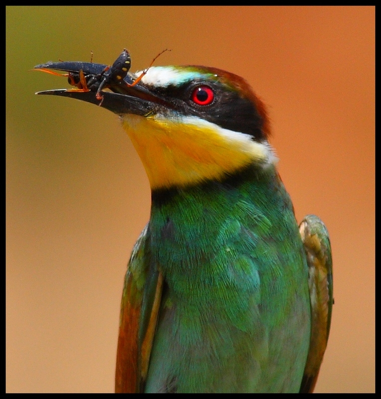 European Bee-eater