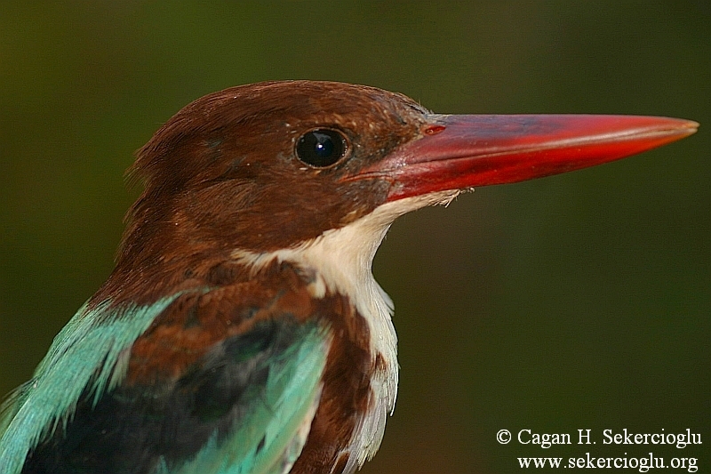 White-throated Kingfisher