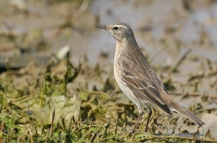 Water Pipit