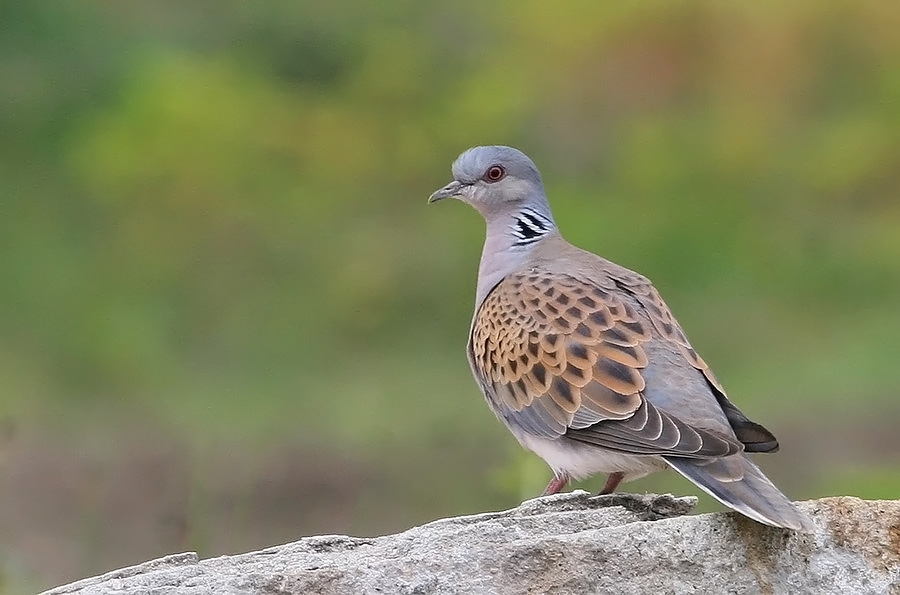 European Turtle Dove
