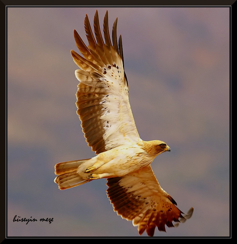 Booted Eagle