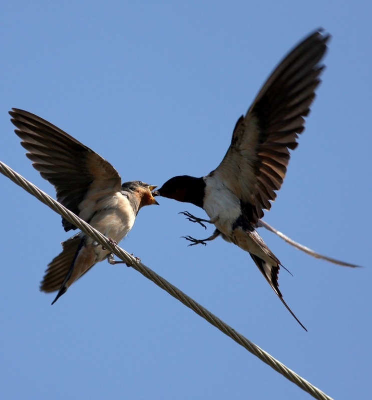 Barn Swallow
