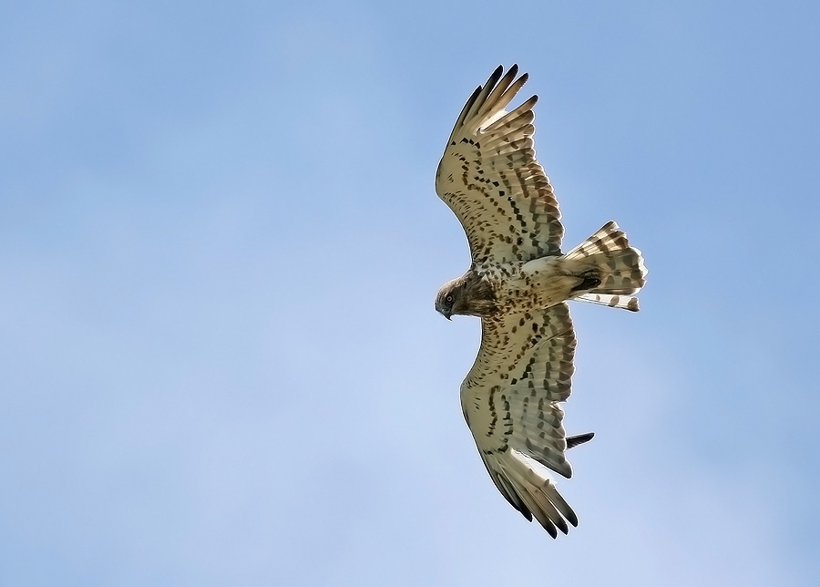 Short-toed Snake Eagle