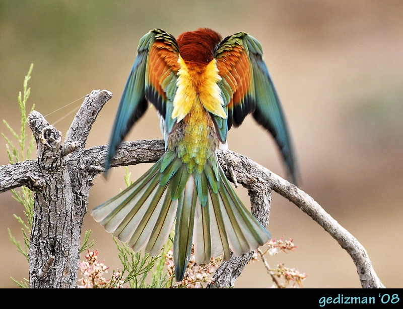 European Bee-eater