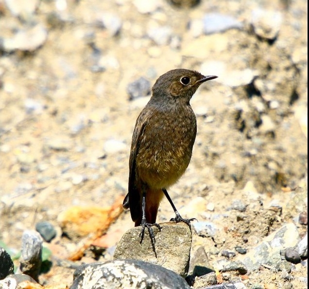 Black Redstart