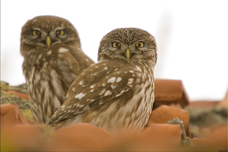Little Owl