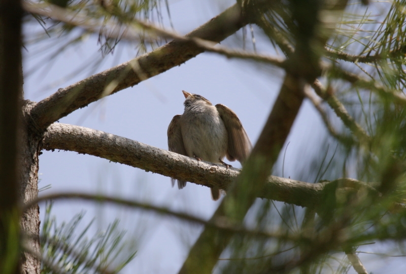 House Sparrow