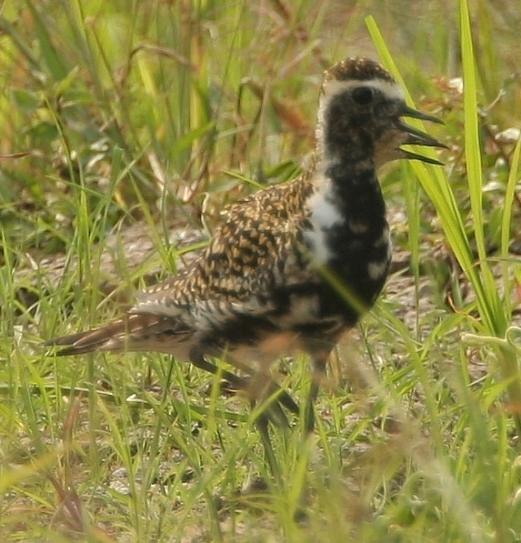 Pacific Golden Plover