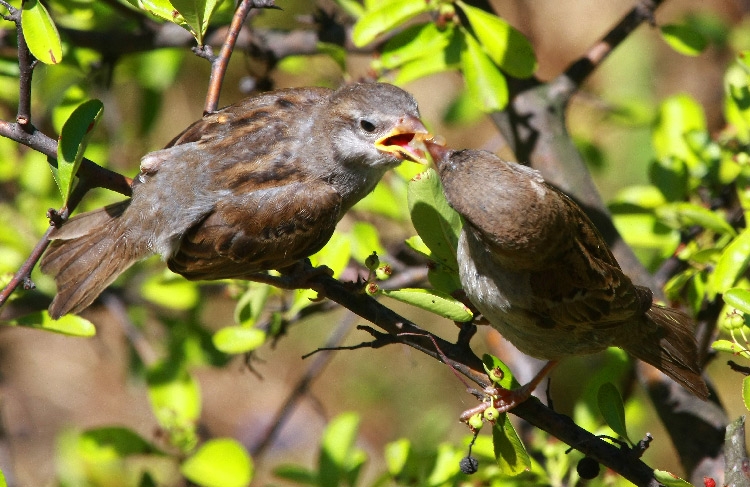 House Sparrow