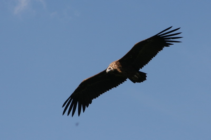 Cinereous Vulture