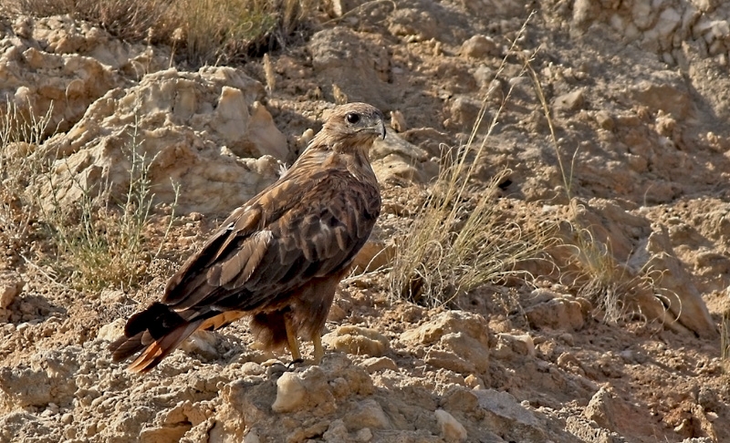 Long-legged Buzzard