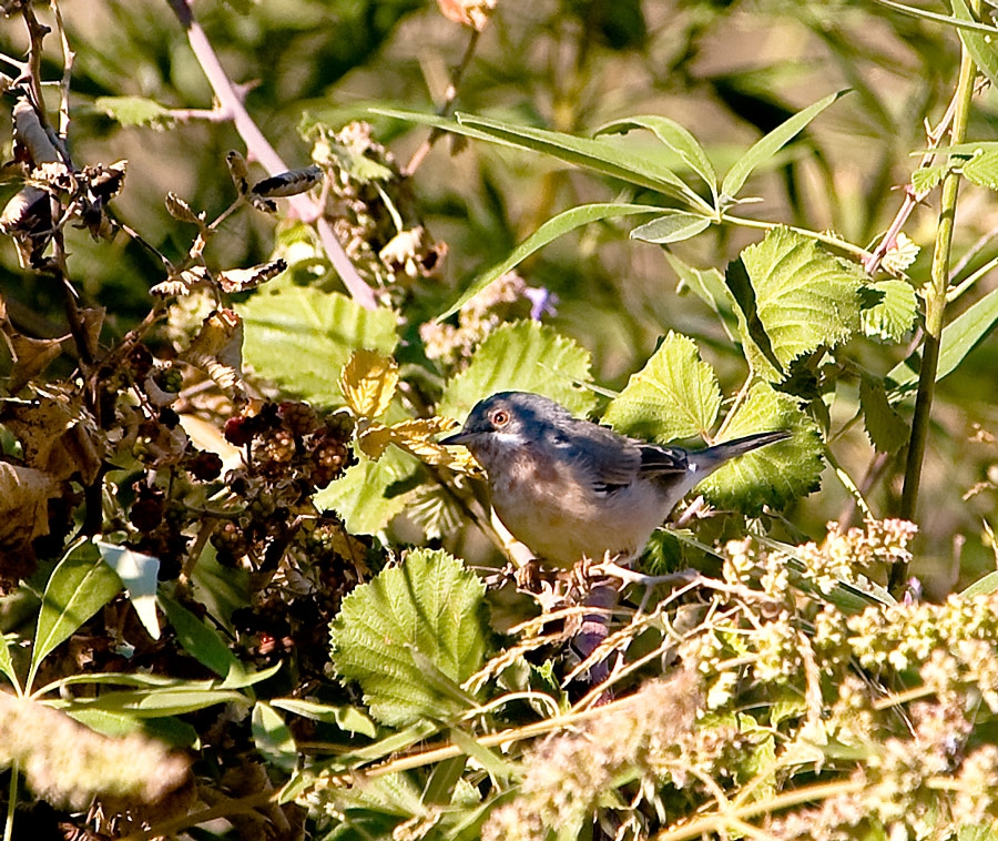 Subalpine Warbler