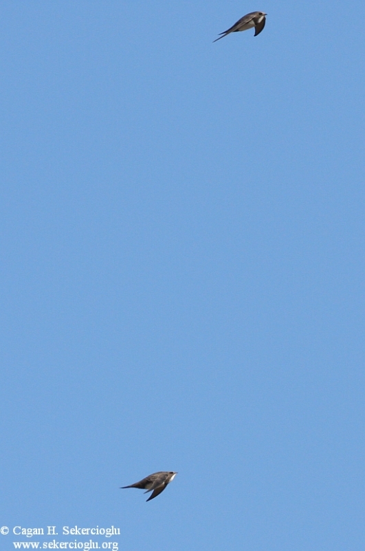 Akkarınlı Ebabil