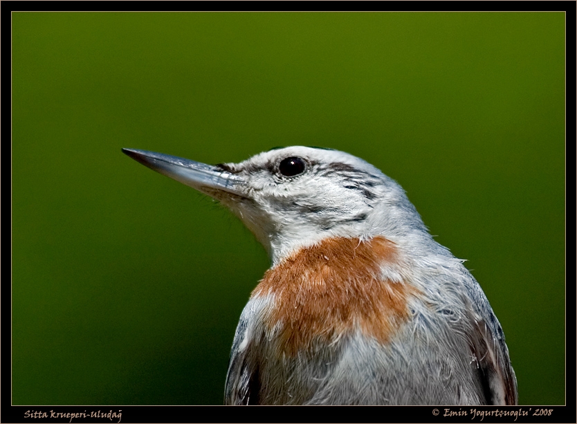 Krüper`s Nuthatch