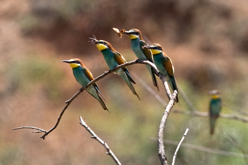European Bee-eater