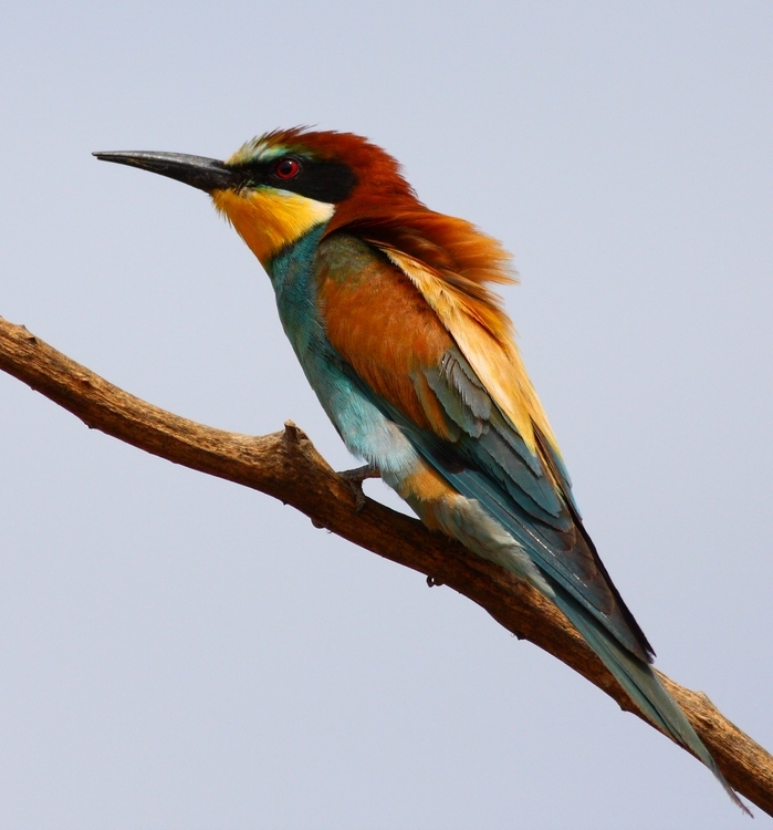 European Bee-eater