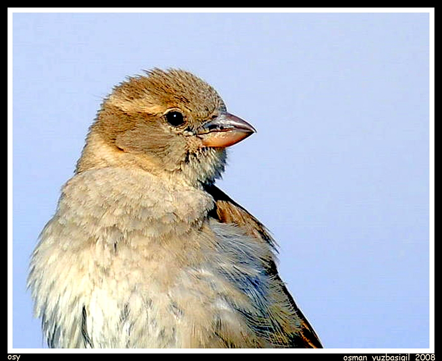 House Sparrow