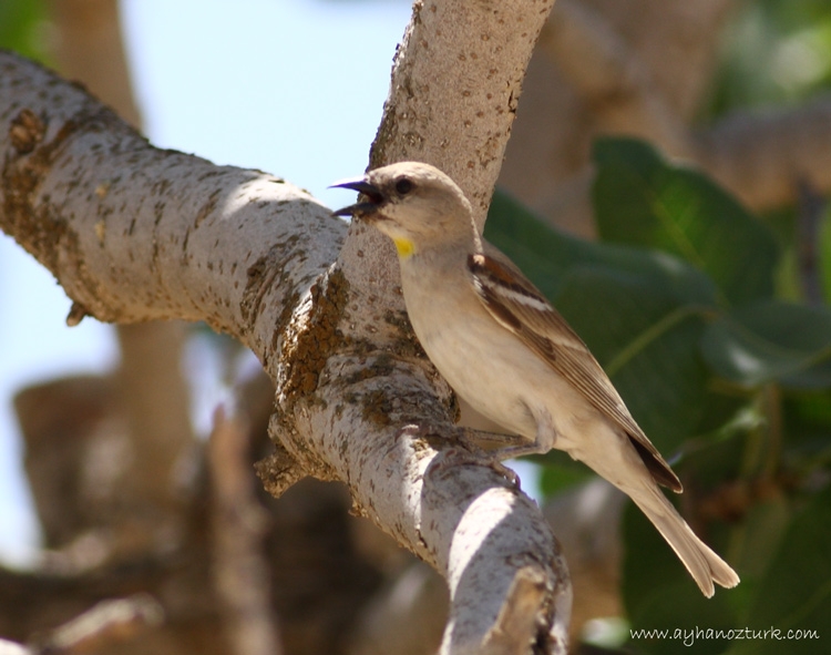Yellow-throated Sparrow