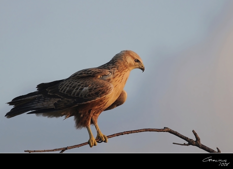 Long-legged Buzzard