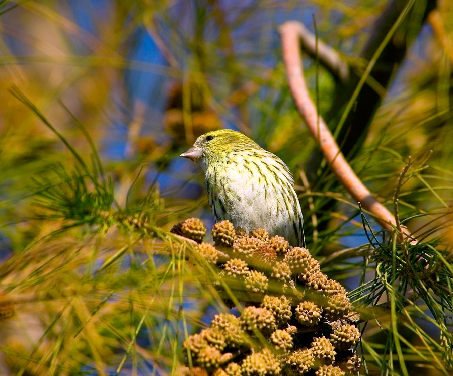 Eurasian Siskin