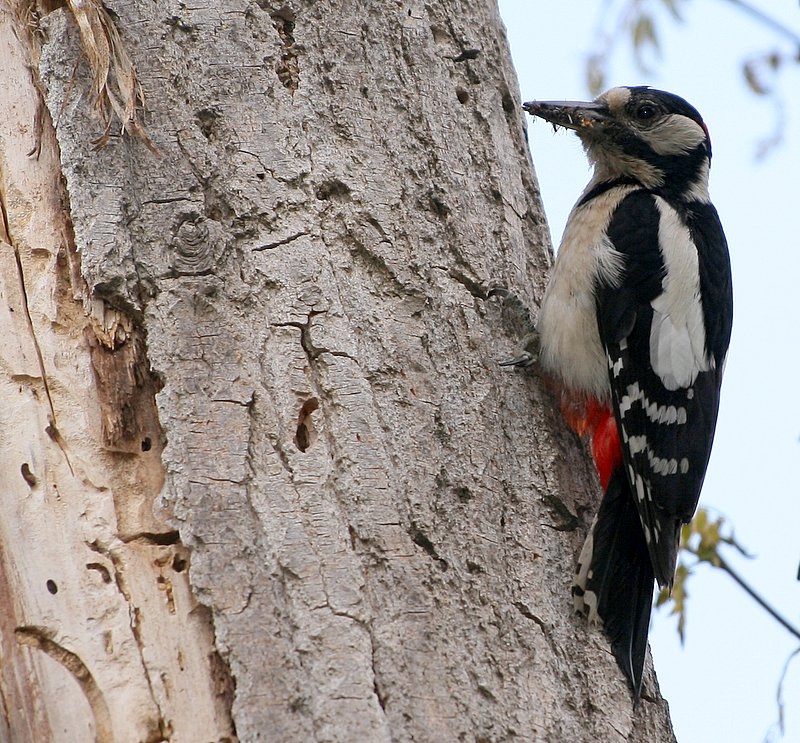 Great Spotted Woodpecker