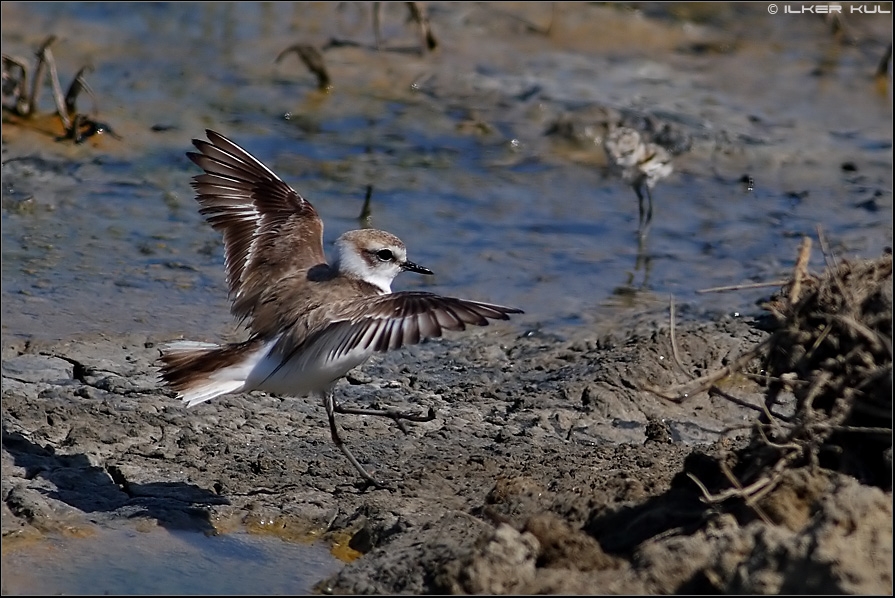 Kentish Plover