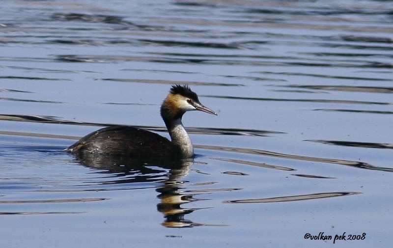Great Crested Grebe