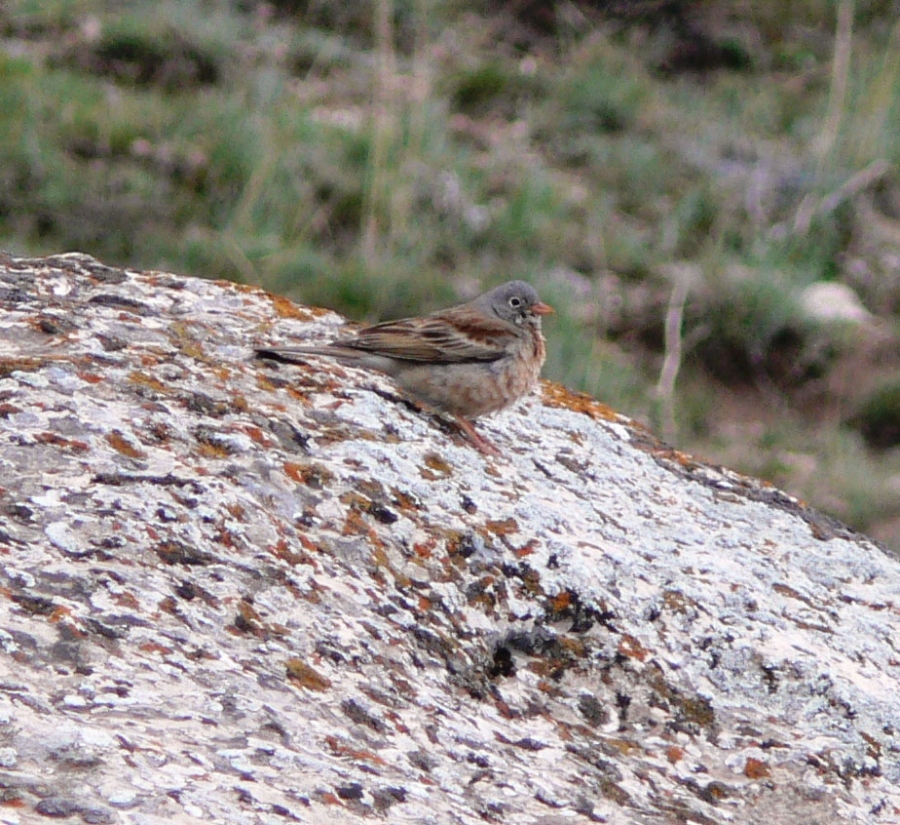 Grey-necked Bunting
