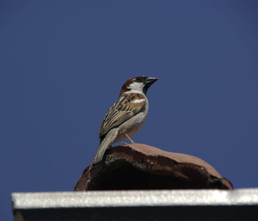 House Sparrow