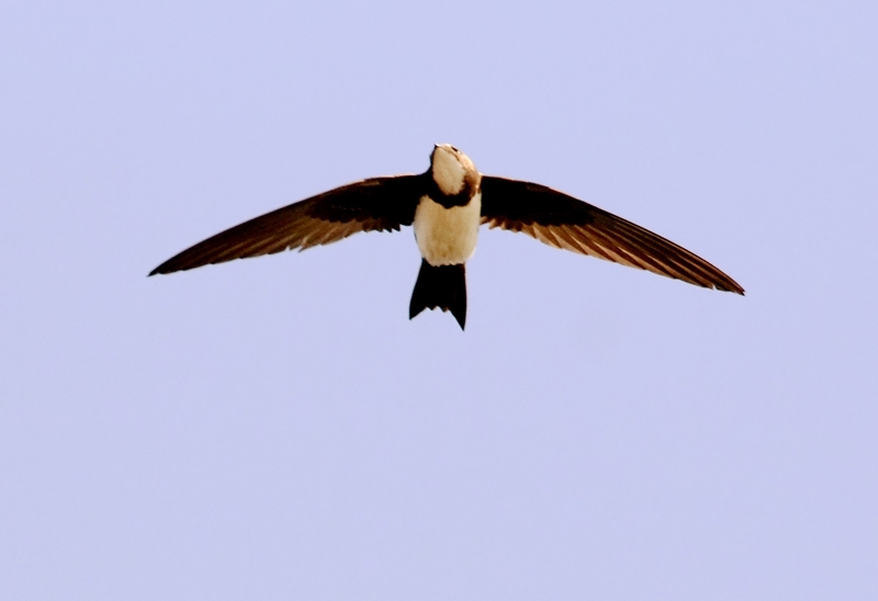 Alpine Swift