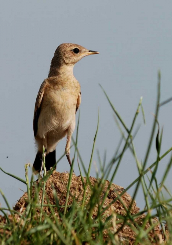Isabelline Wheatear