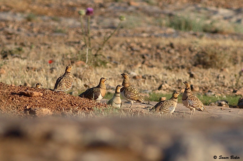 Pin-tailed Sandgrouse