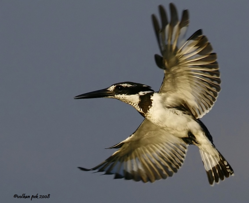 Pied Kingfisher
