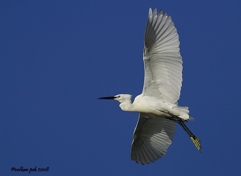 Little Egret