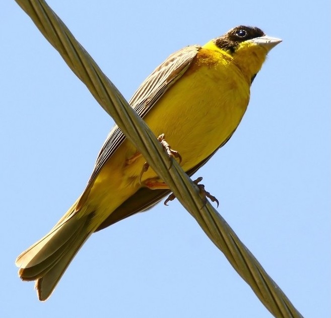 Black-headed Bunting