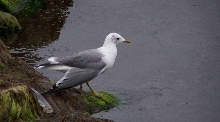 Common Gull