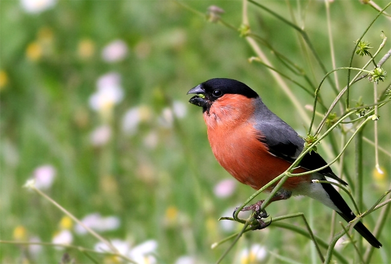 Eurasian Bullfinch